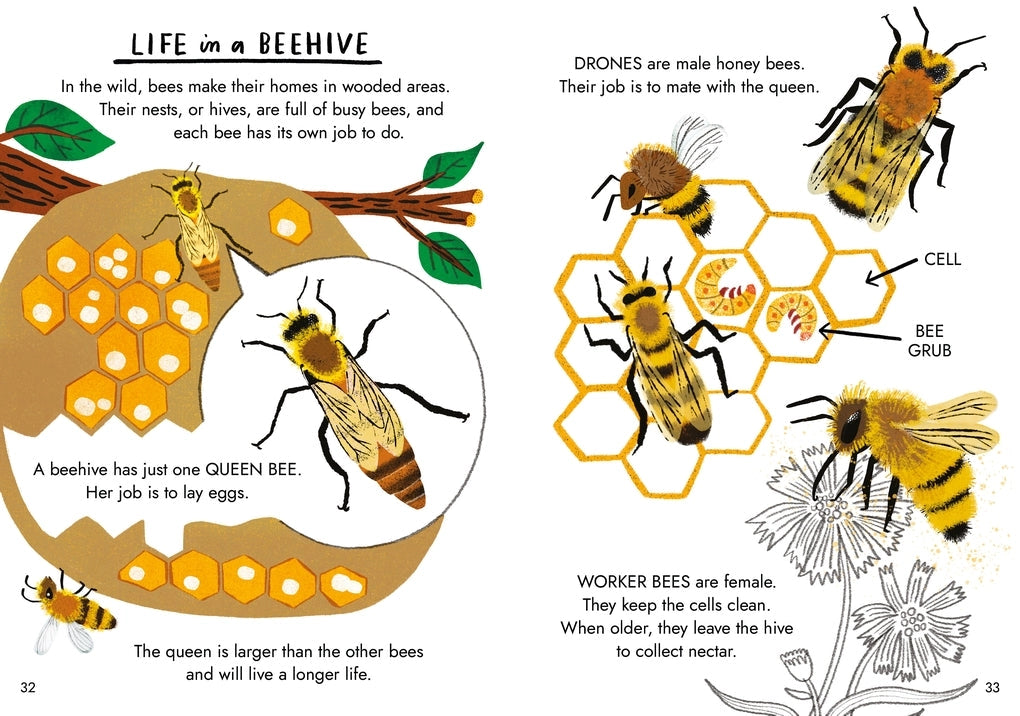 Little Guides to Nature: Hello Bugs Hardback