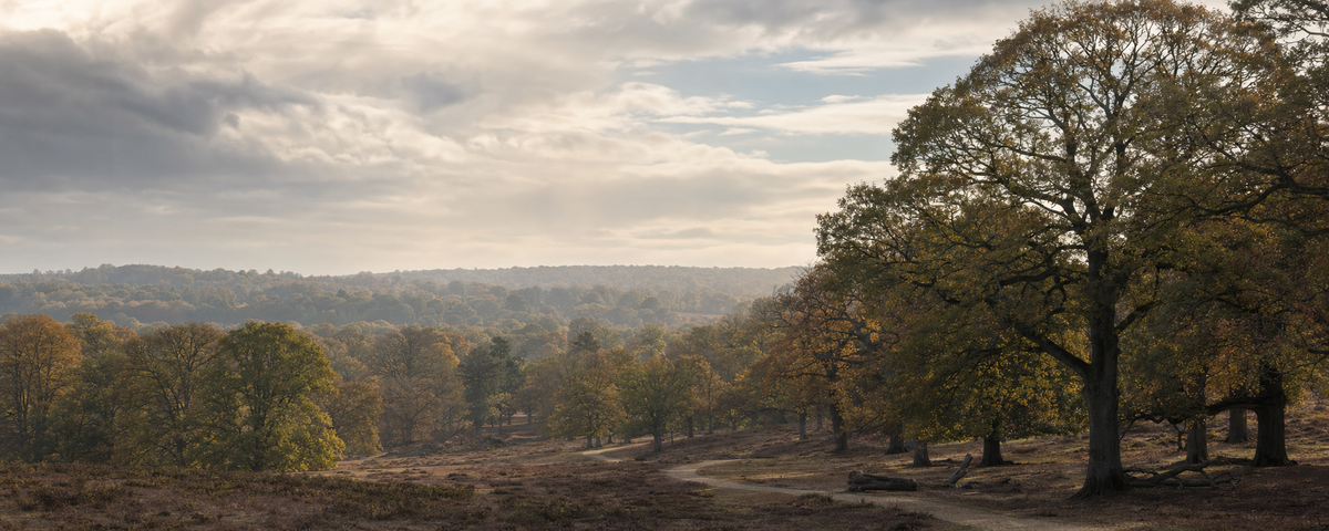 Forest & Woodland