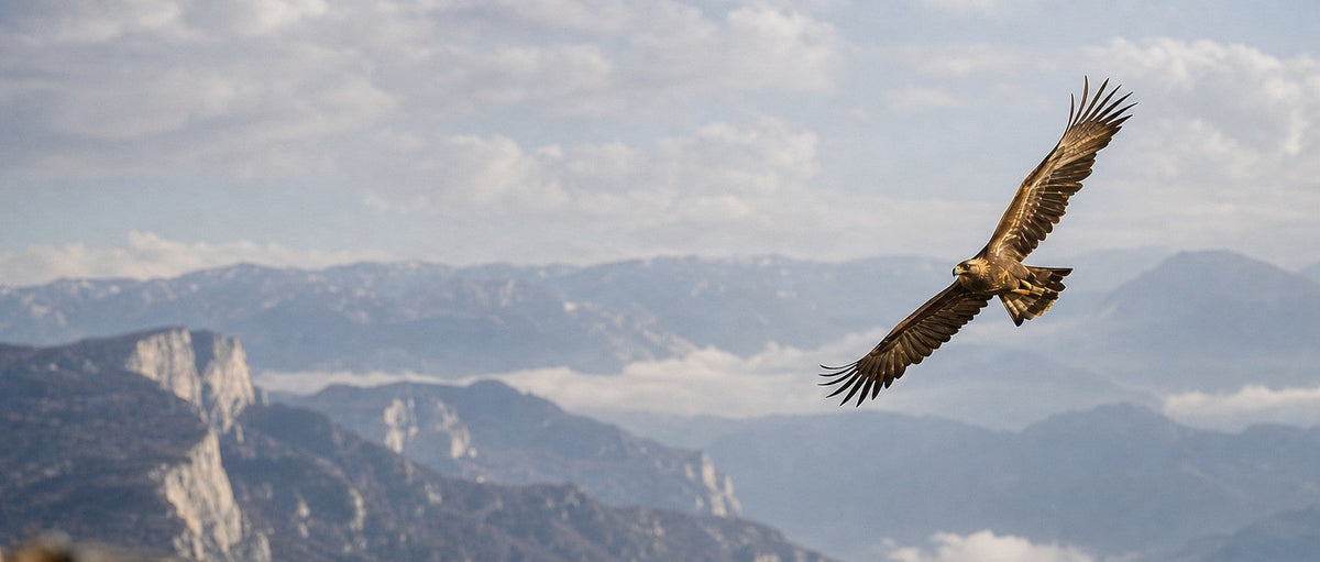 Eagle