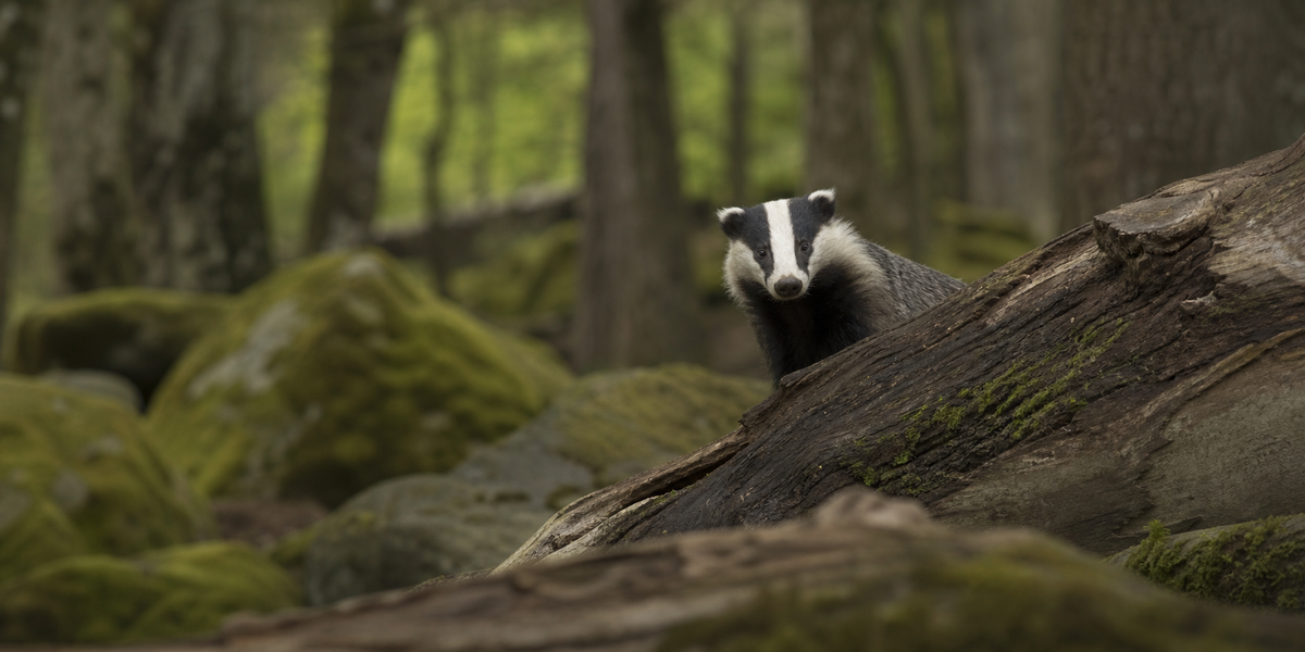 Badger