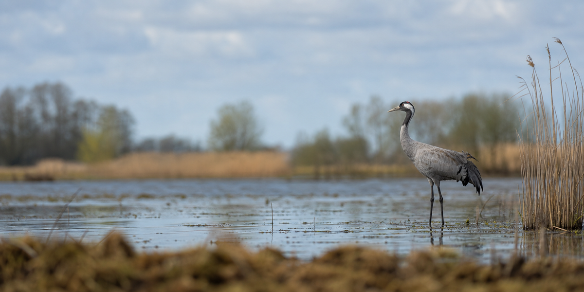 Crane