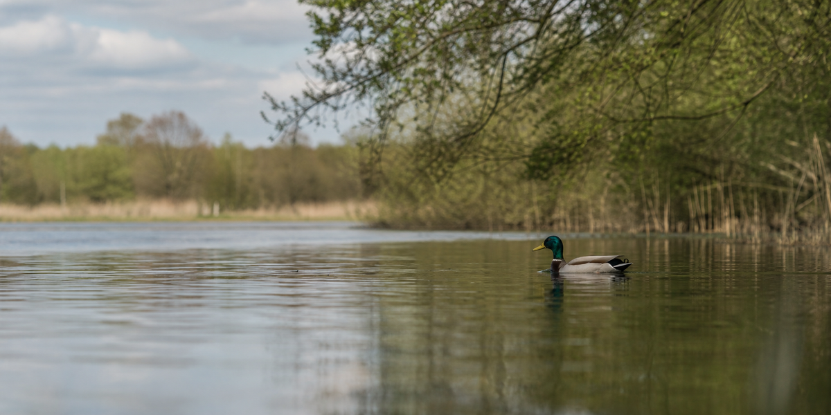 Duck