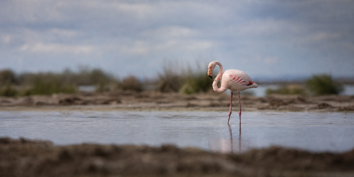 Flamingo