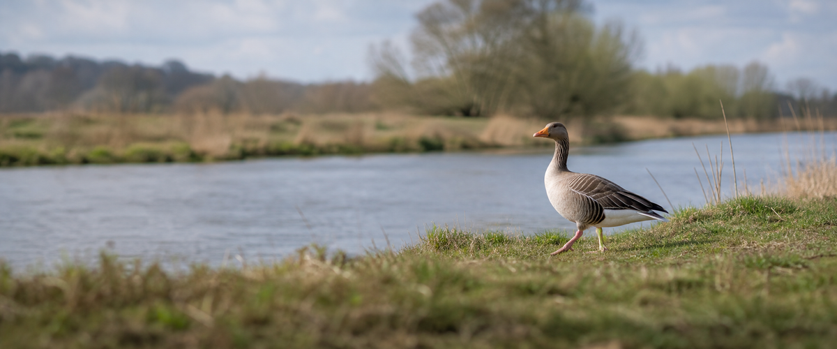 Goose