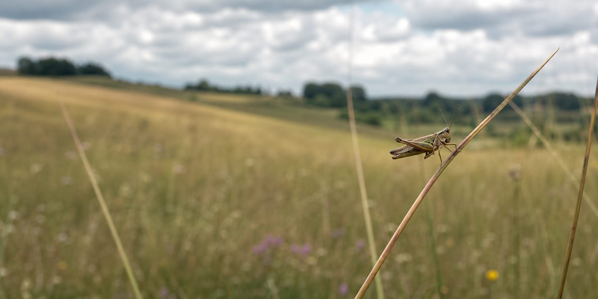 Grasshopper