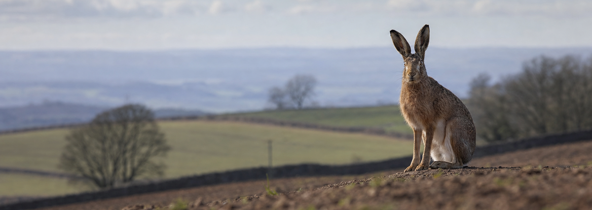 Hare
