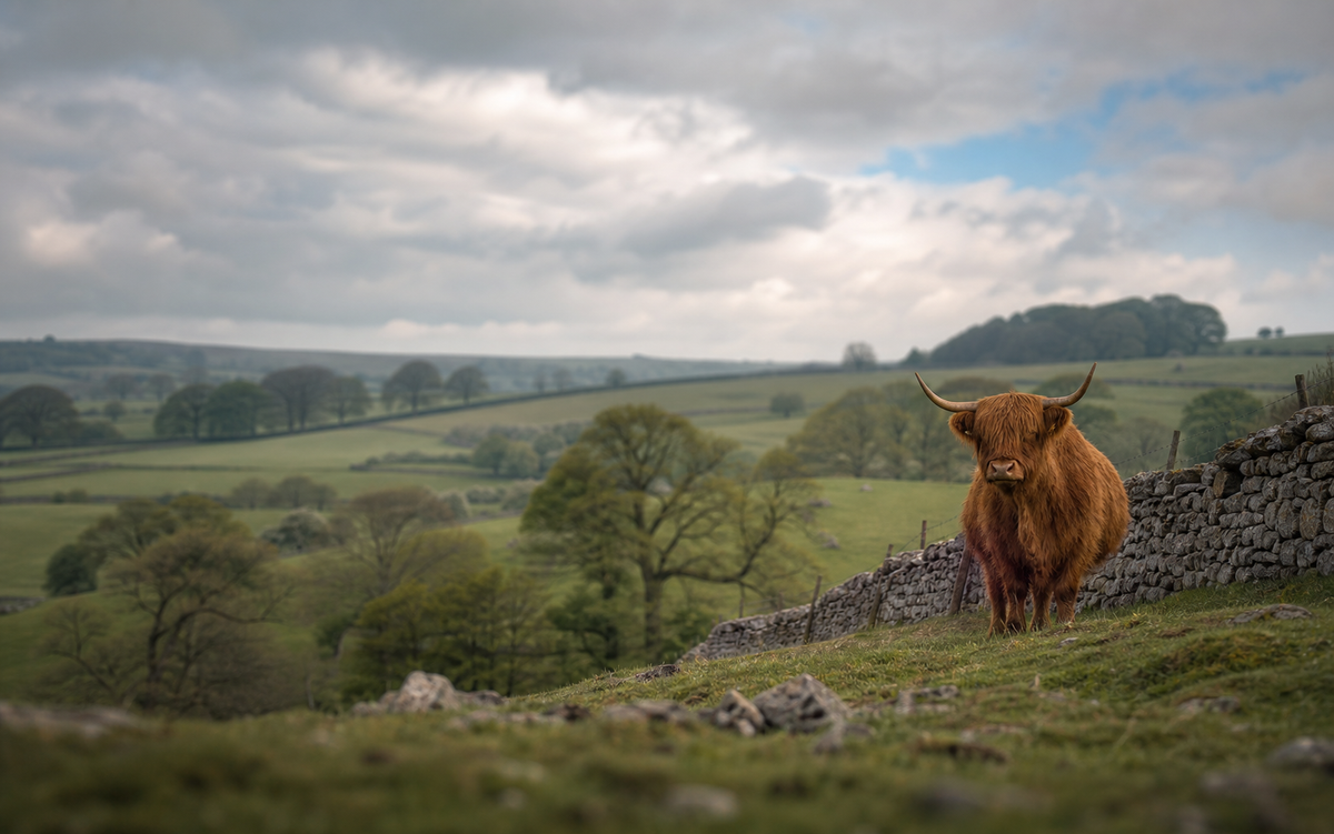 Highland Cow