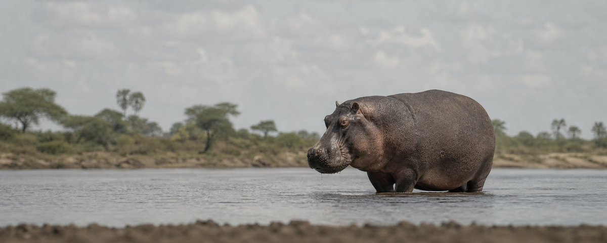 Hippo
