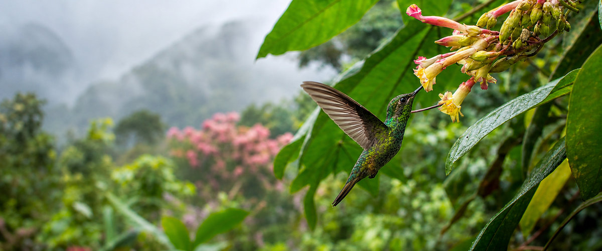 Hummingbird