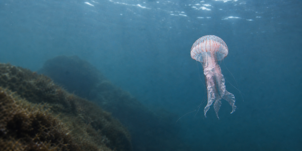 Jellyfish