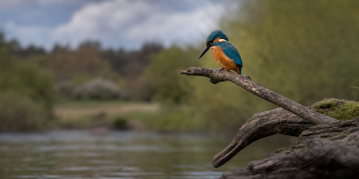 Kingfisher