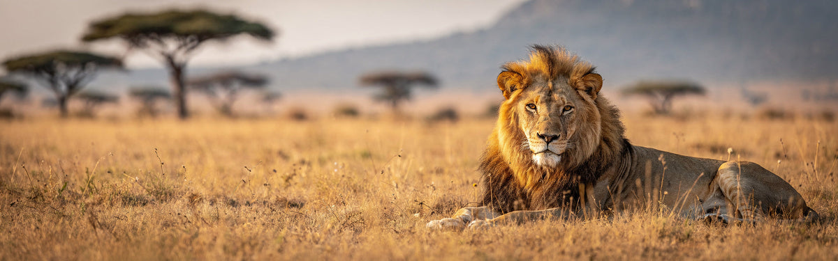 Lion