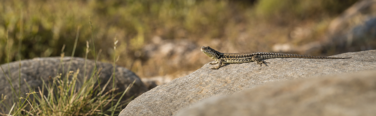 Lizard