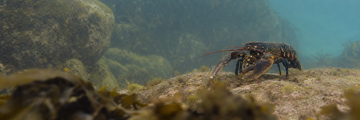Lobster