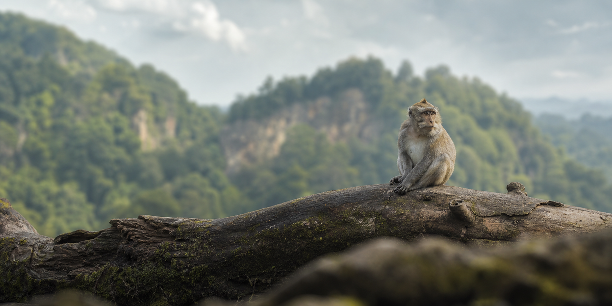 Monkey
