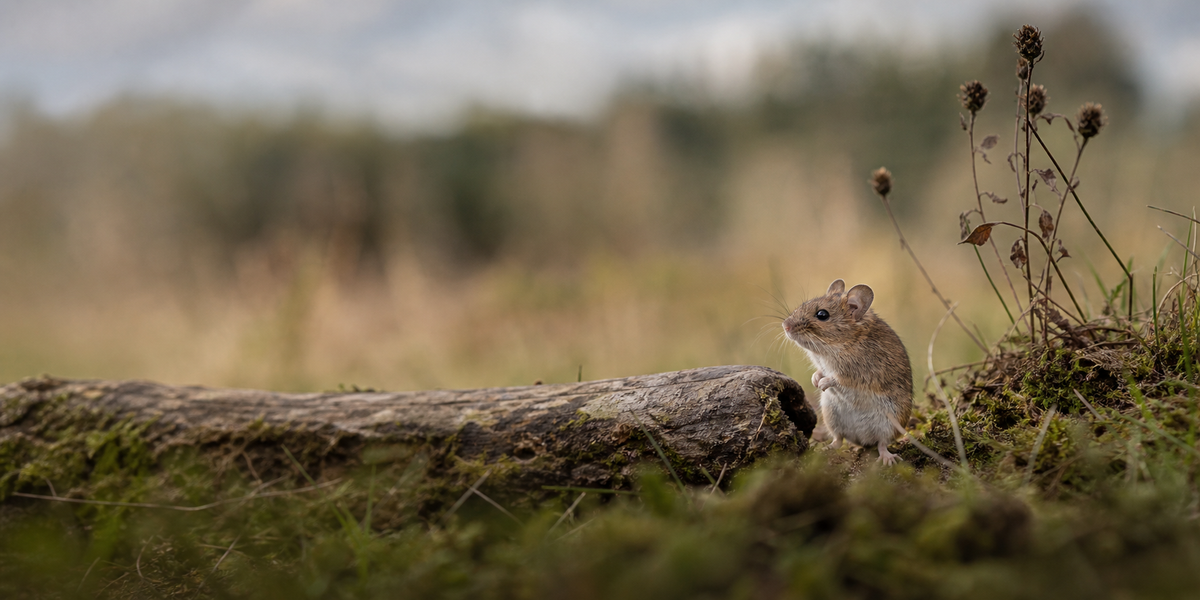 Mouse