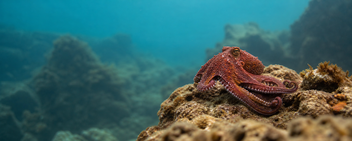Octopus