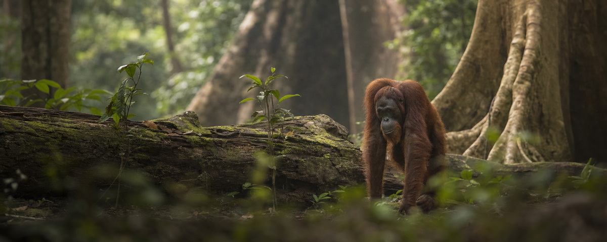 Orangutan
