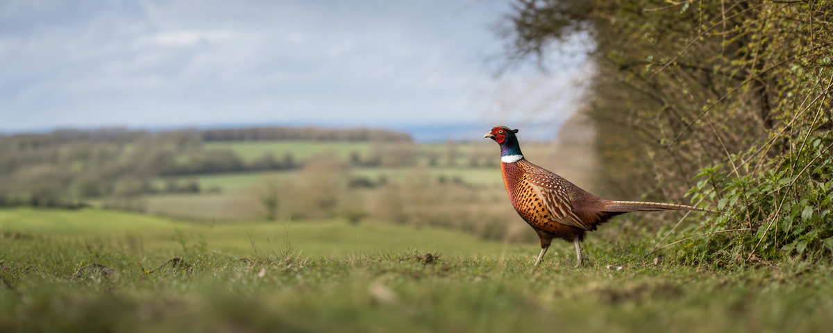 Pheasant