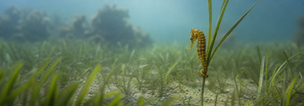 Seahorse