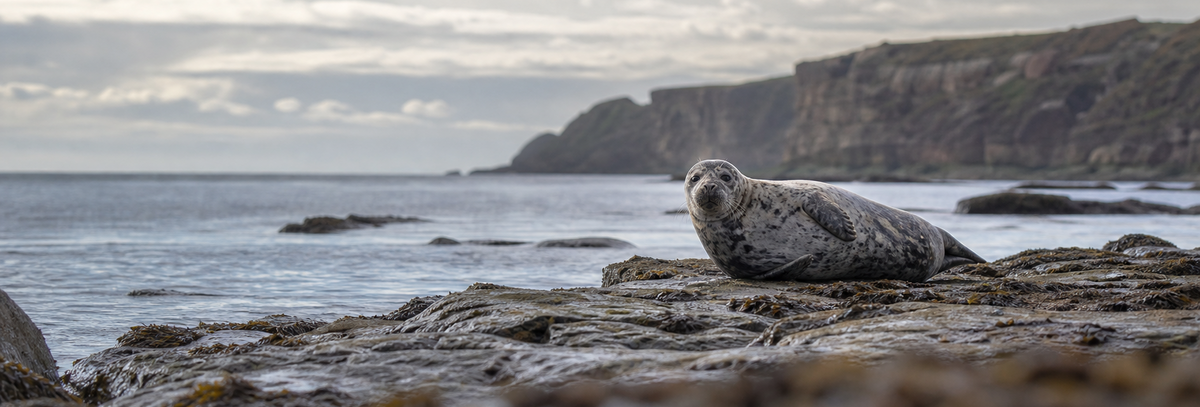 Seal