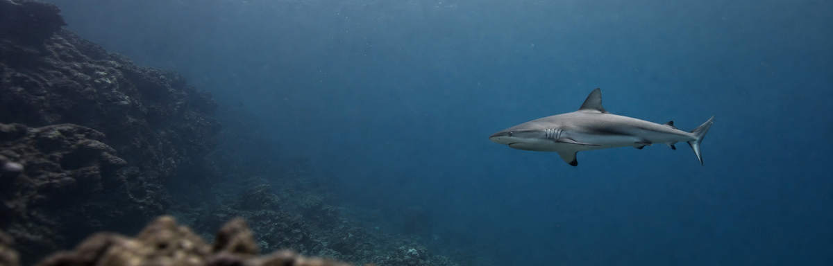 Shark
