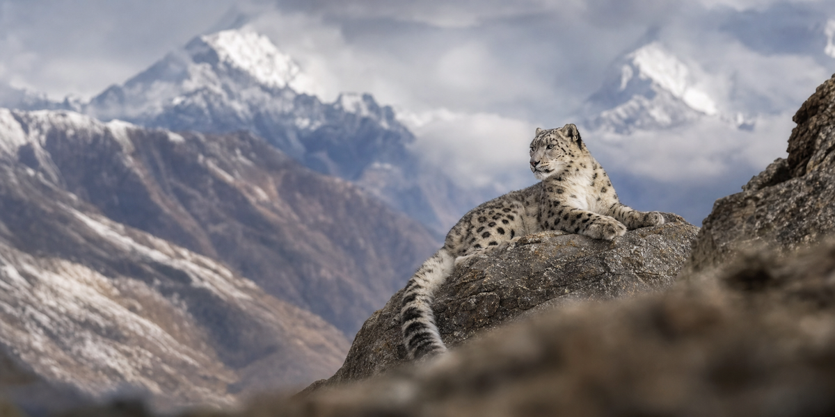 Snow Leopard