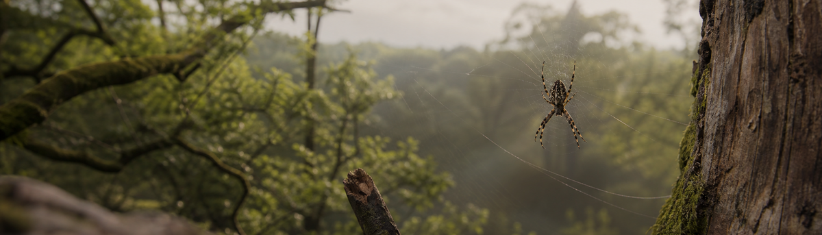 Spider