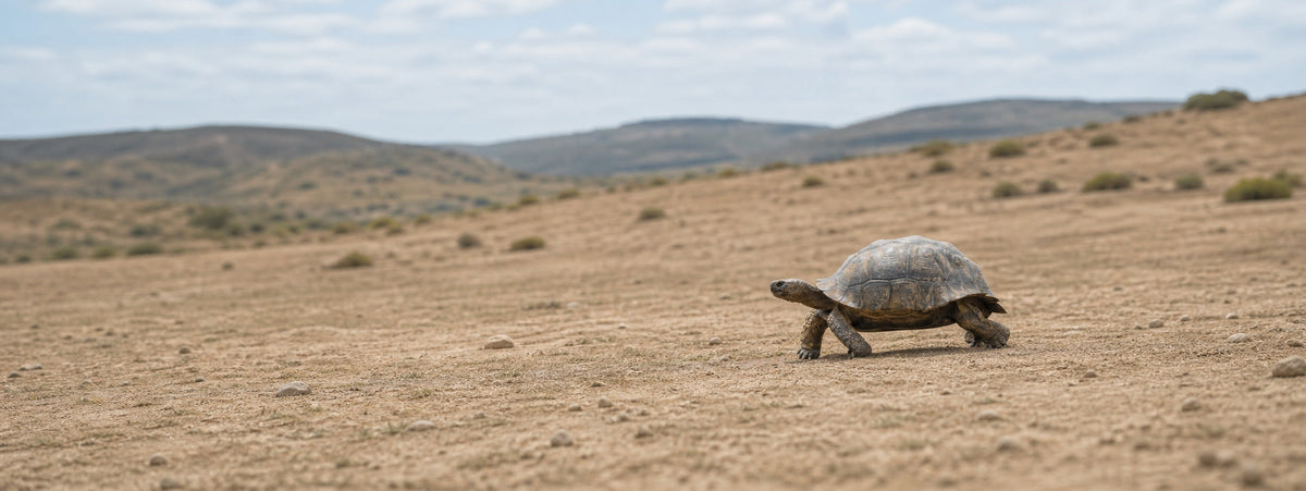 Tortoise