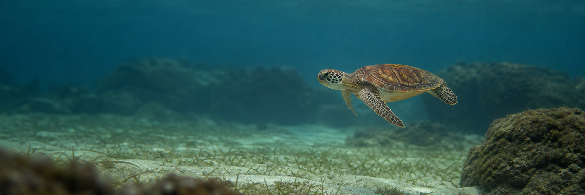 Turtle