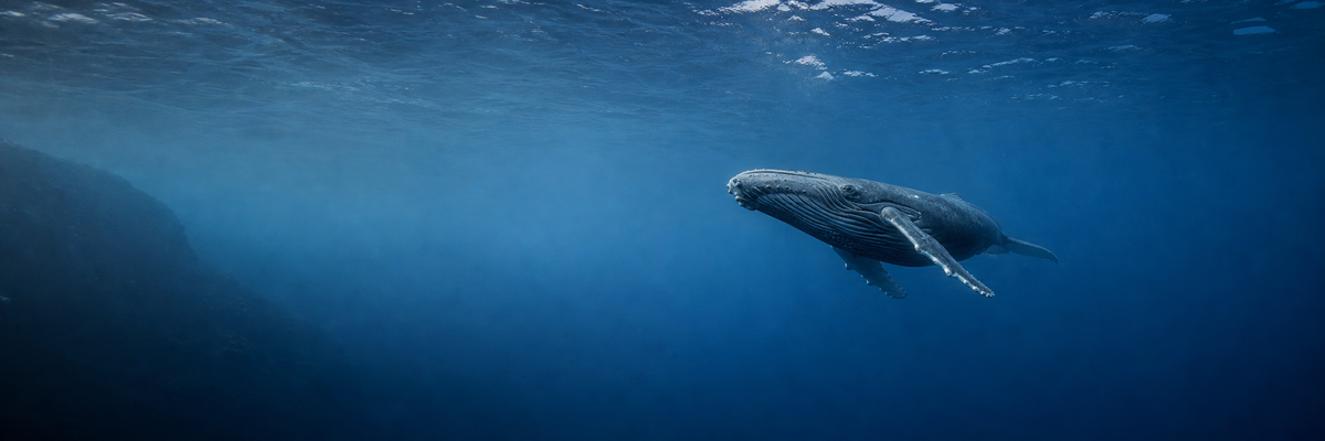 Whale