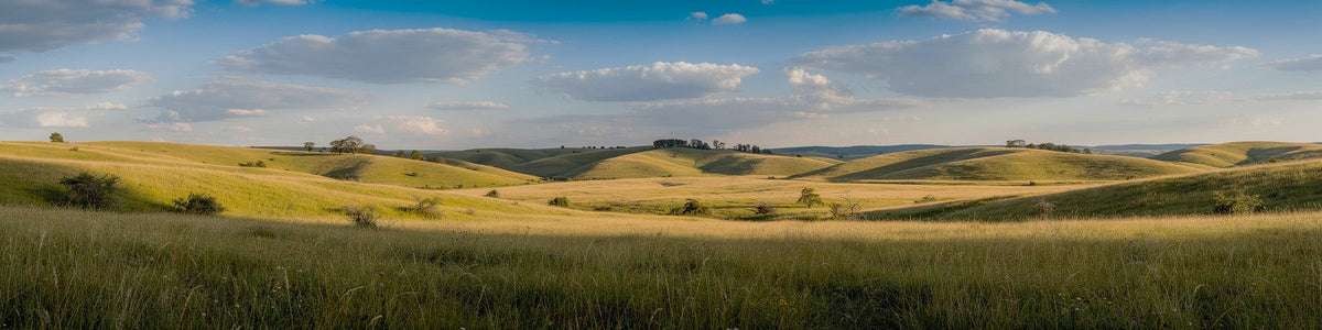 Grassland