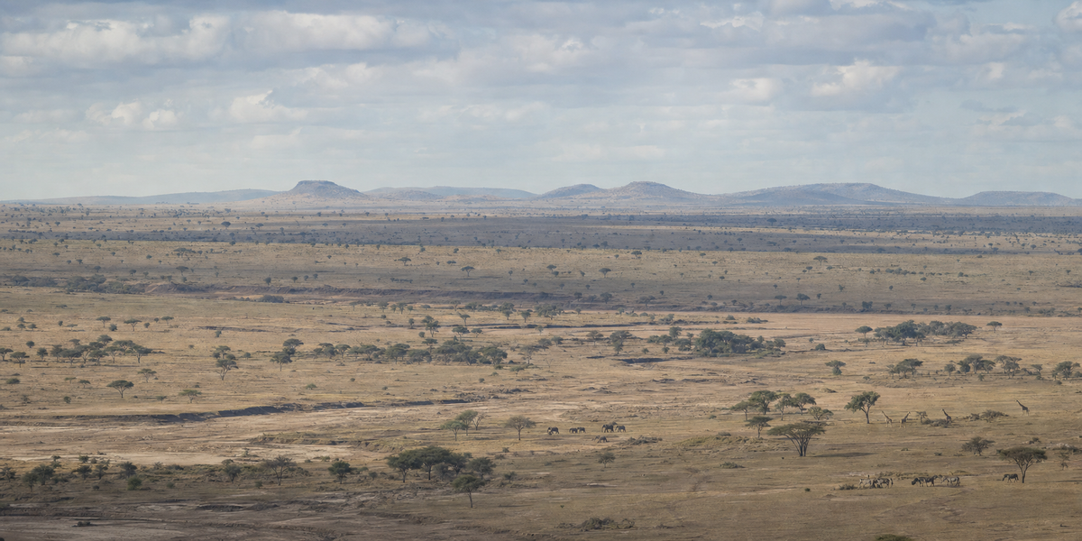 Safari & Savanna