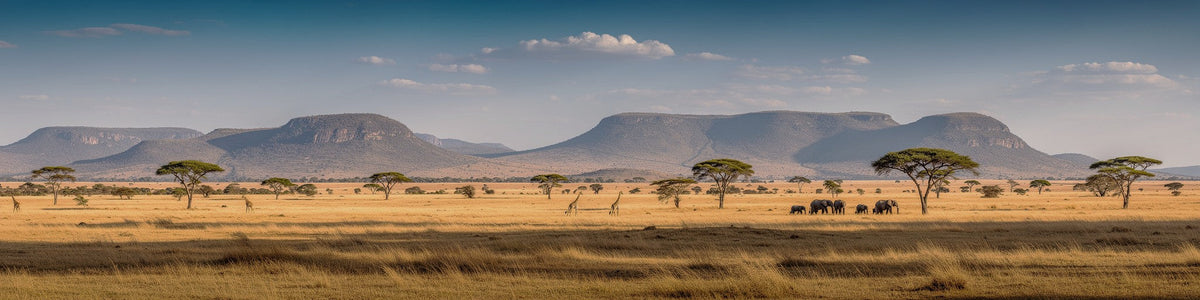 Safari