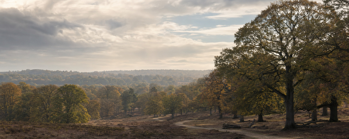 Woodland