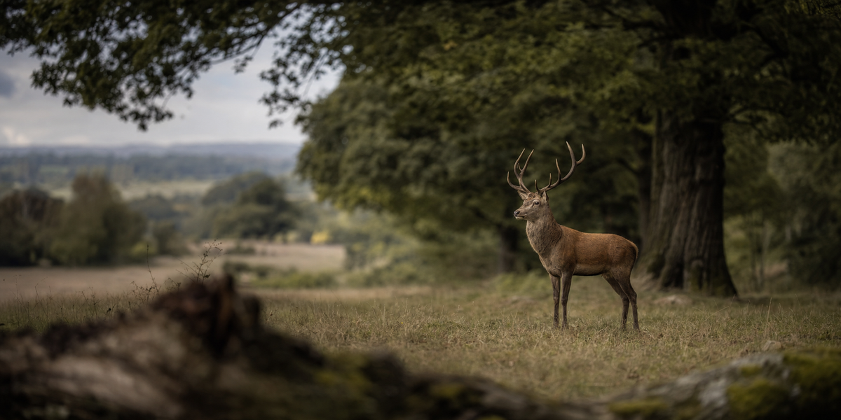 Deer