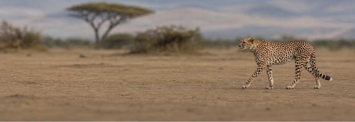 Cheetah