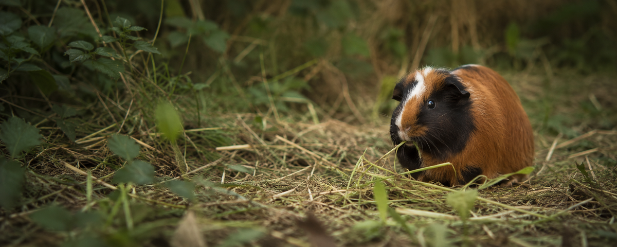 Guinea Pig