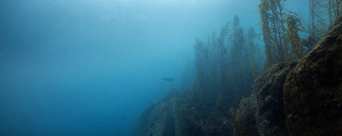 Oceans & Marine