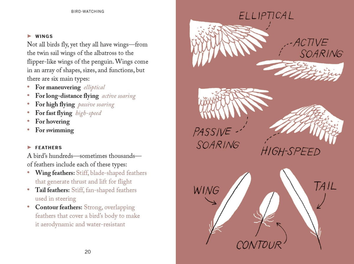 Pocket Nature: Bird-Watching Hardback