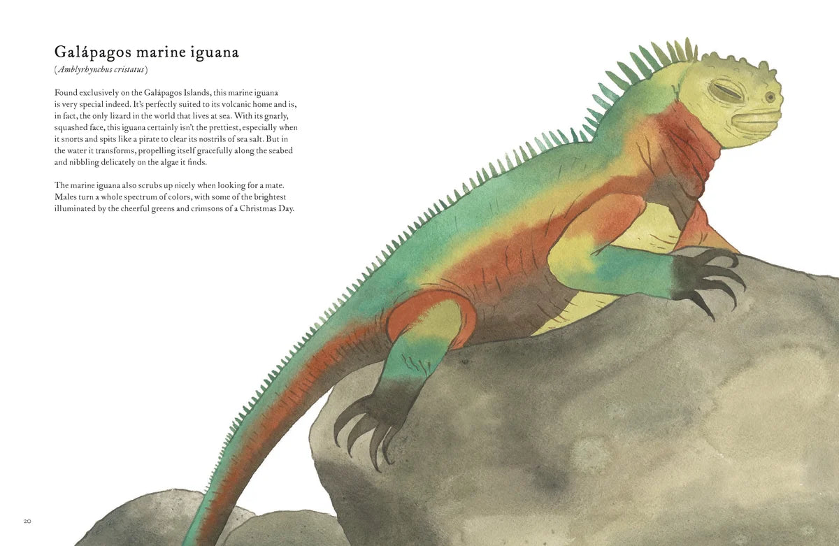 The Colorful World of Reptiles Hardback