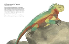The Colorful World of Reptiles Hardback