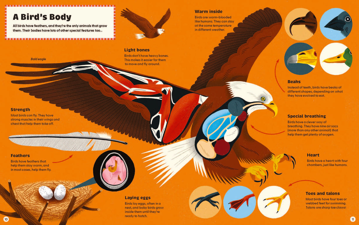 What Makes a Bird? Illustrated Hardback Guide