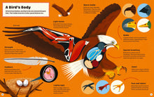 What Makes a Bird? Illustrated Hardback Guide