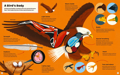 What Makes a Bird? Illustrated Hardback Guide
