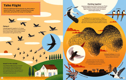 What Makes a Bird? Illustrated Hardback Guide