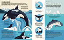 Wild About Whales Hardback
