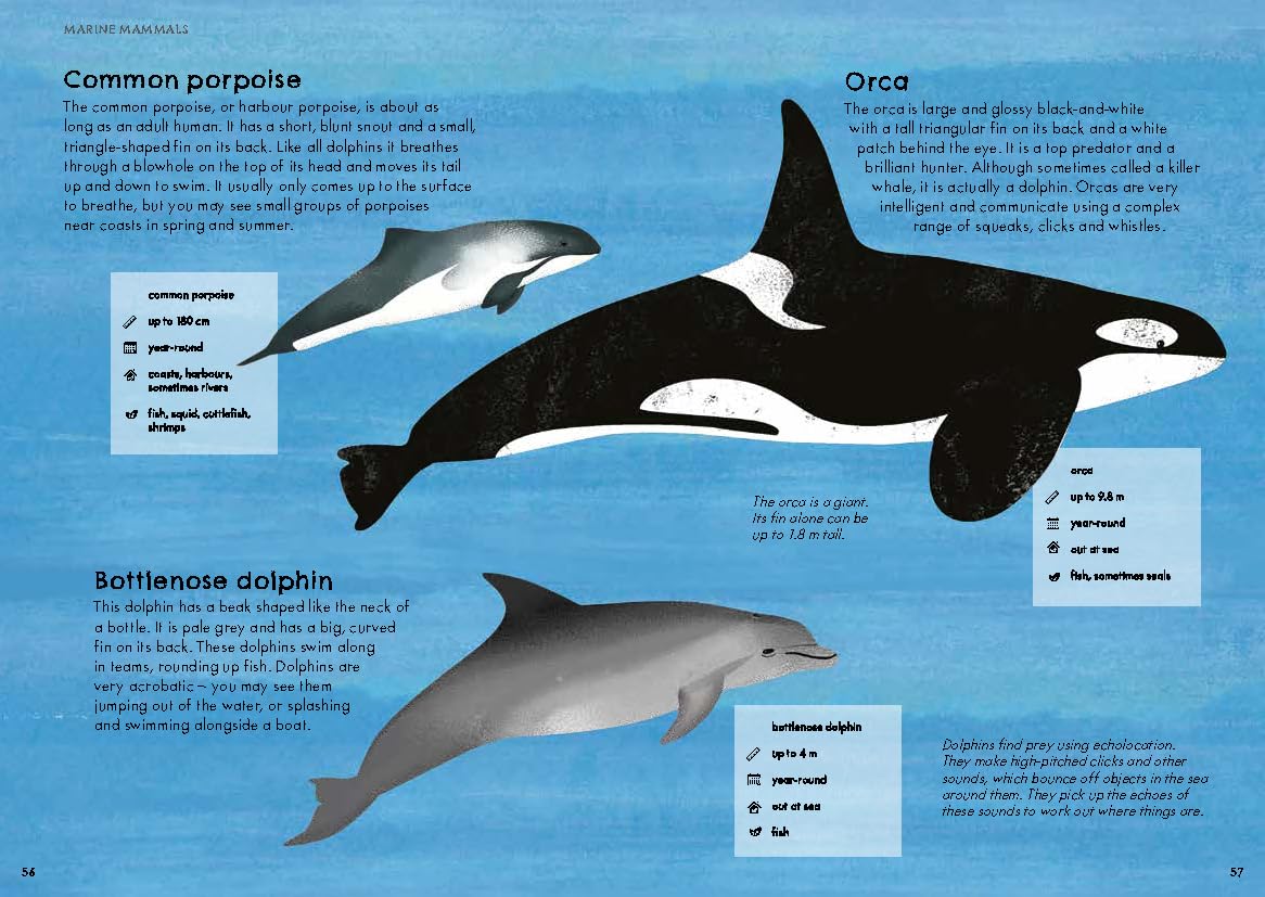 RSPB Nature Guide: Seashore Illustrated Field Guide
