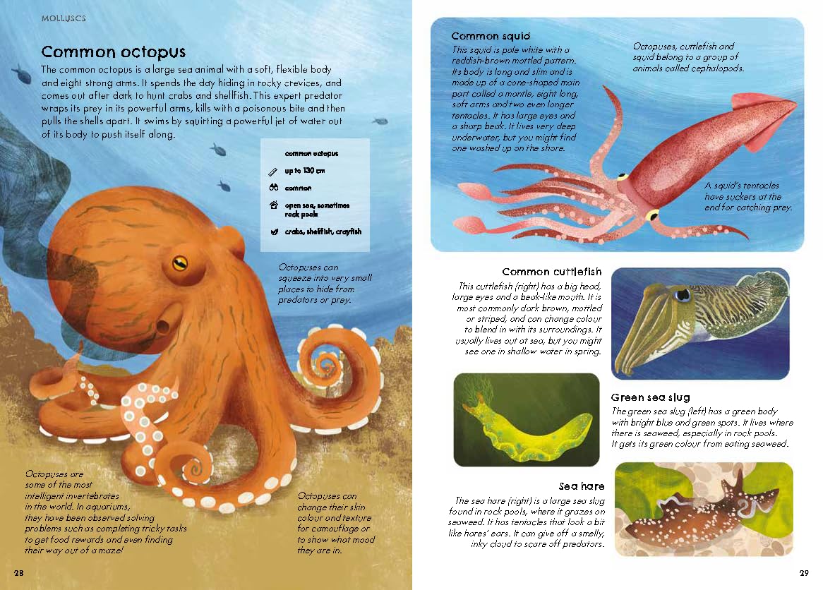 RSPB Nature Guide: Seashore Illustrated Field Guide