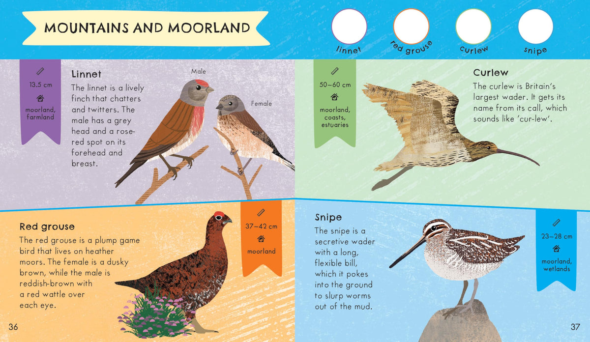 RSPB Nature Spotter: Birds Sticker Guide